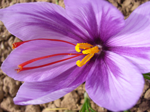 crocus sativum 6