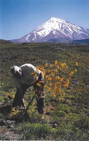 ferula gummosa_1